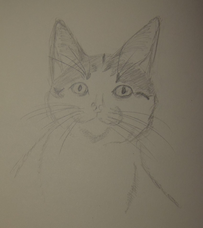 Sketch of Rush The Kitten with big ears