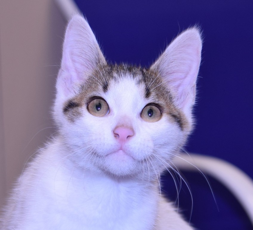 Rush the Kitten with big ears