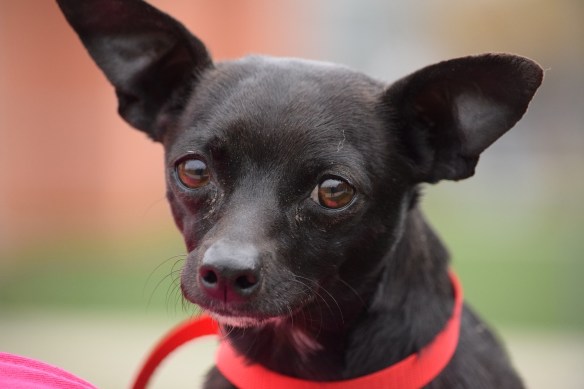Chiquita with cute bat ears