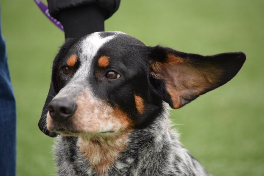 Papi the dog on a windy day