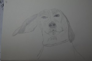Sketch of Baxter the Dog