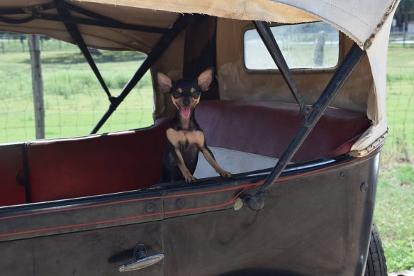 Coco the Chihuahua in the car, ready to hit the road