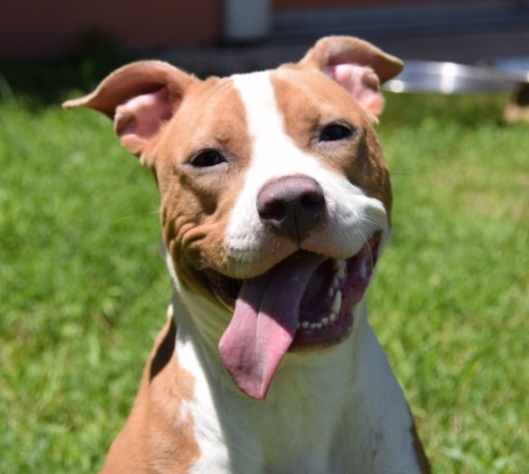 Lyla the Smiling Dog