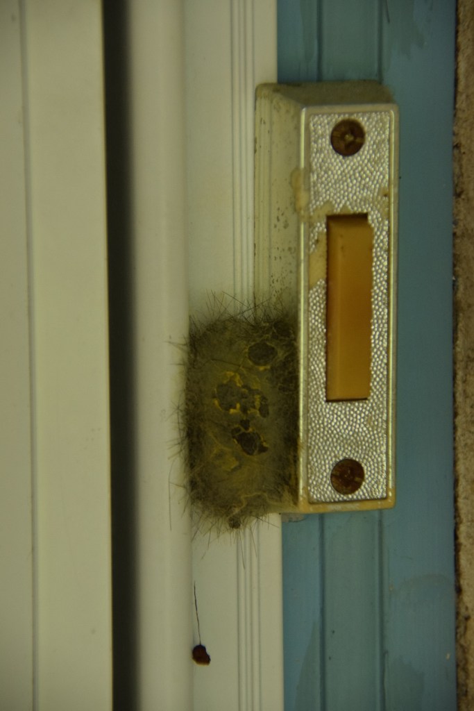 A cocoon abutting the doorbell