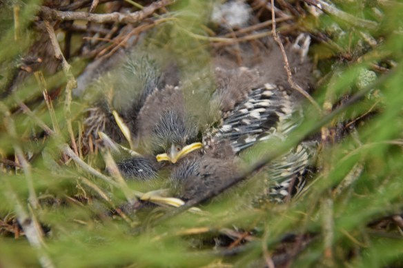 Day 4 of watching the baby birds