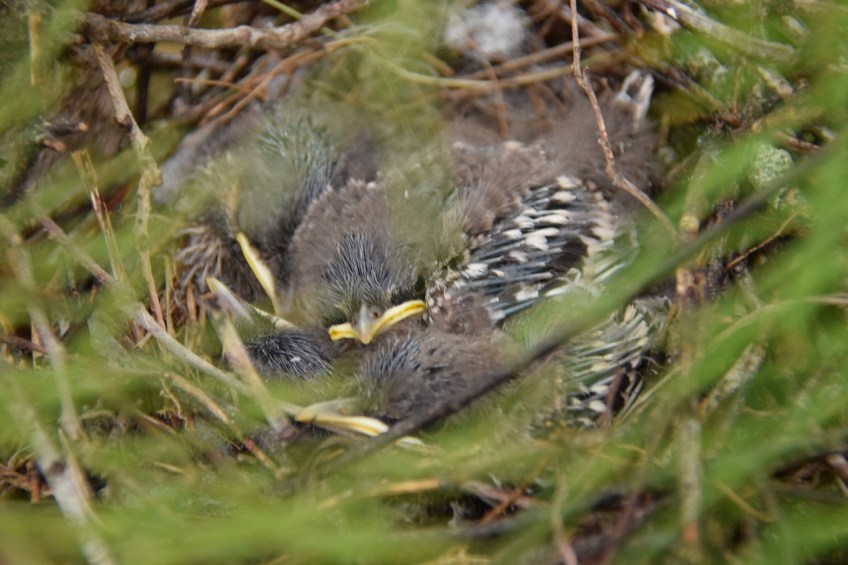 Day 4 of watching the baby birds
