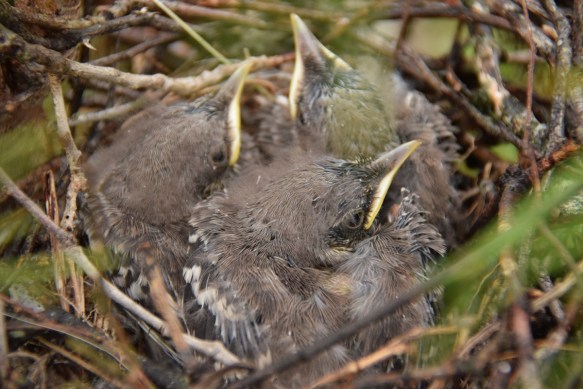 Day 5 of the baby bird watch