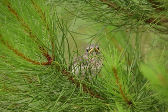 Baby Mockingbird on a tree limb