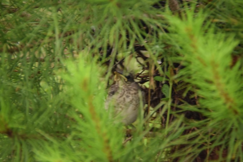 Second baby Mockingbird