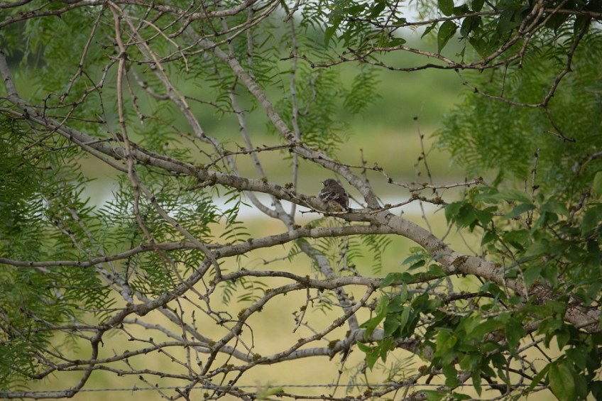 Second baby bird in a Mesquite tree