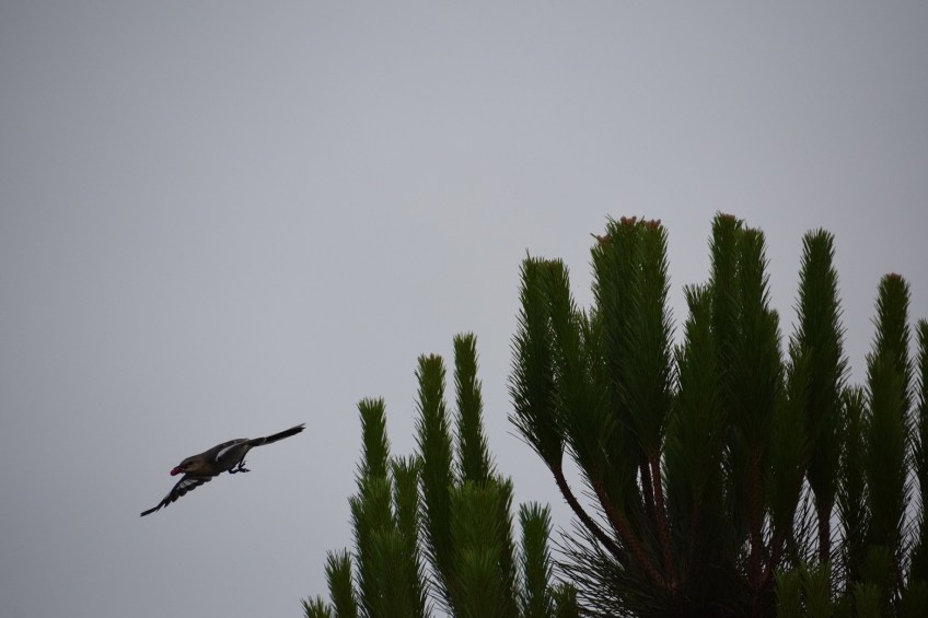 Mom bringing home take out food