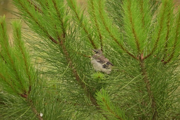 Day 8; waiting for Mom