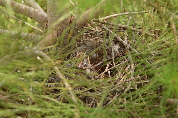 Empty Mockingbird nest