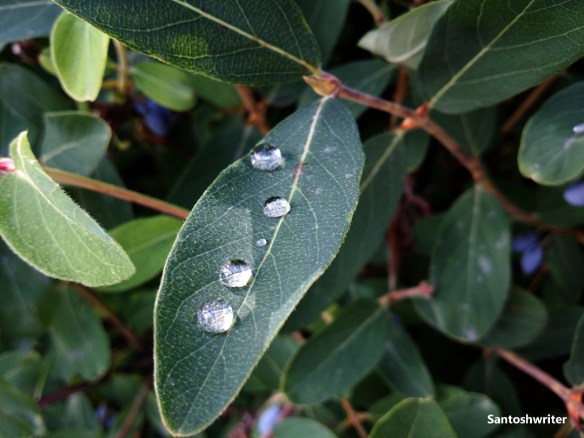 Copyright Santoshwriter