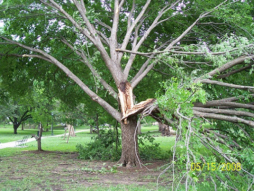 Weather damage to trees at the Texas Capitol