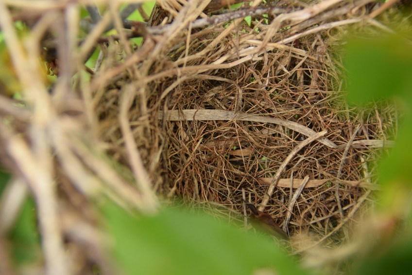Mockingbird eggs gone