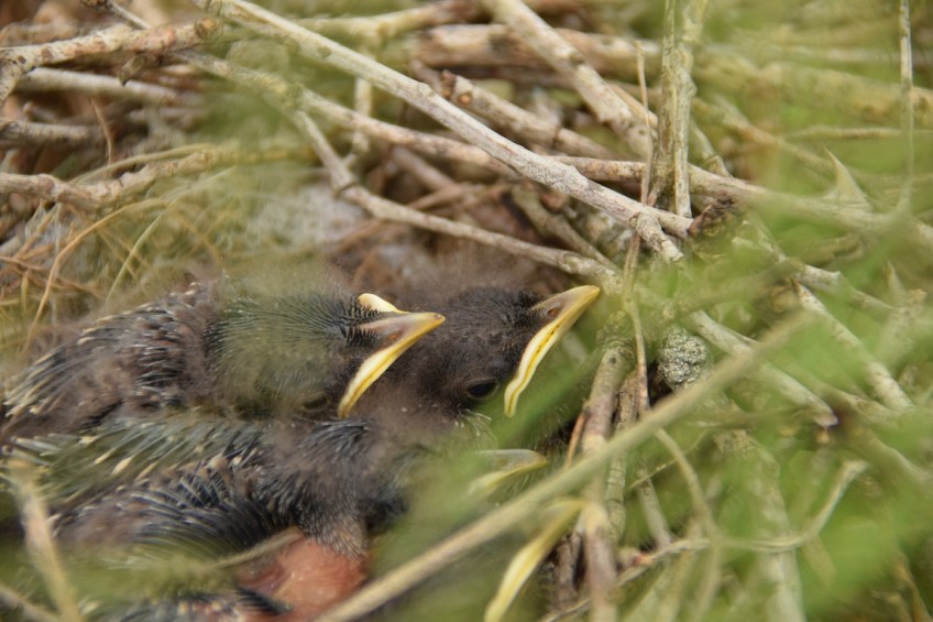 Second baby bird photo