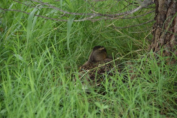 Mallard hen, maybe on a nest of eggs