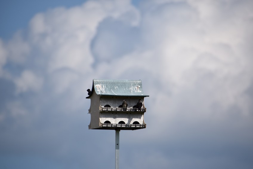 Purple Martins in their house