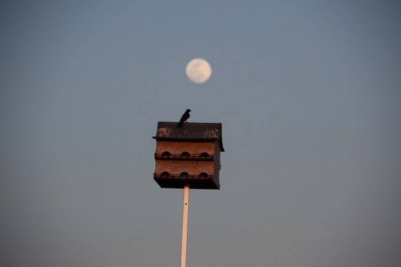 Full moon over Purple Martin house