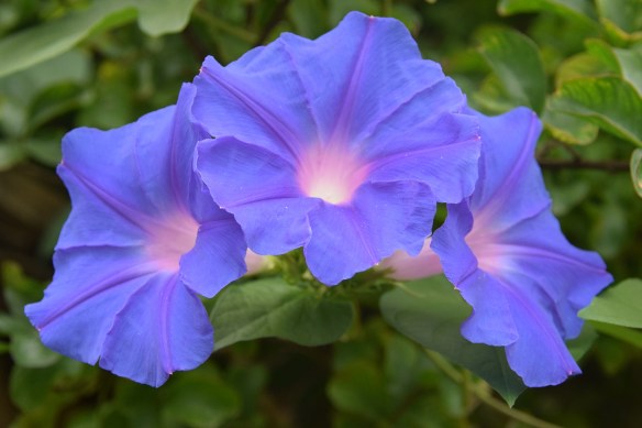Morning Glories from John's garden