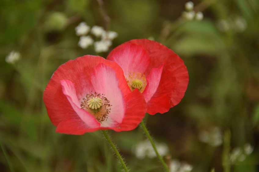 Two red poppies