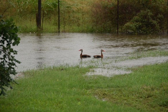 Two Black-bellied Whistling Ducks swimming in my yard because there has been so much rain