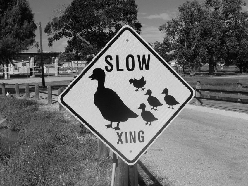 Sign: Slow, duck crossing