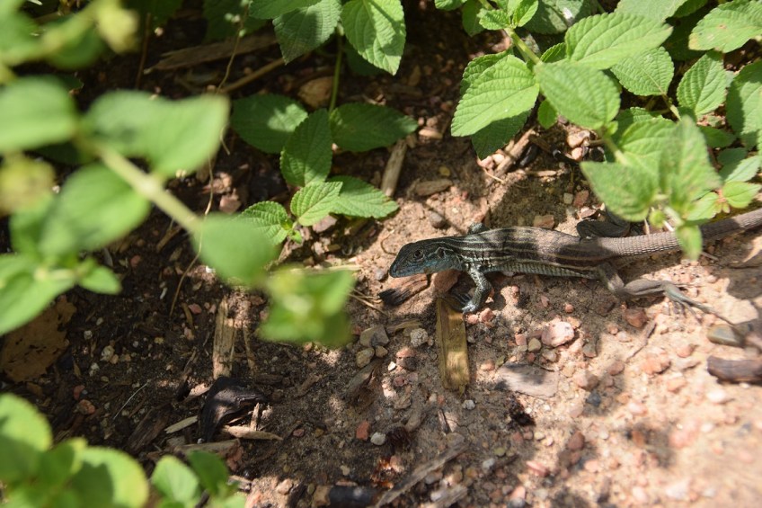 Lizard in a garden