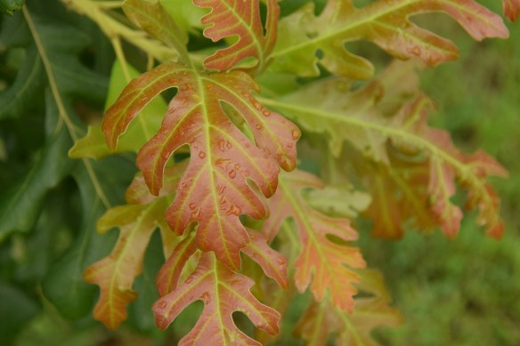 Burr Oak leaf with droplets of rain