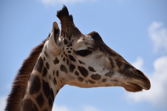 Photo of a giraffe's head, giraffe at the Houston Zoo
