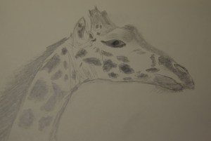 Sketch of a Giraffe head, giraffe at the Houston Zoo