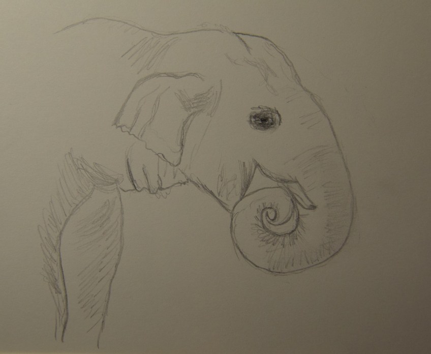 Sketch of an Asian Elephant