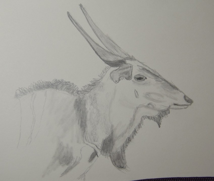 Sketch of an Eastern Giant Eland