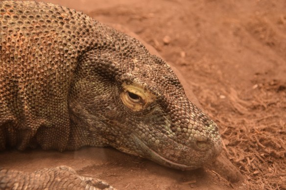 Komodo Dragon at the Houston Zoo