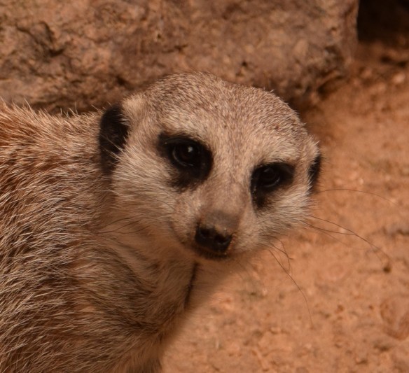 Meerkat at the Houston Zoo