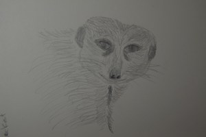 Sketch of the Meerkat from the Houston Zoo