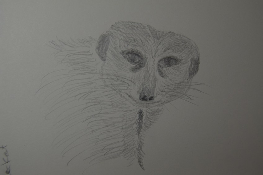 Sketch of the Meerkat from the Houston Zoo