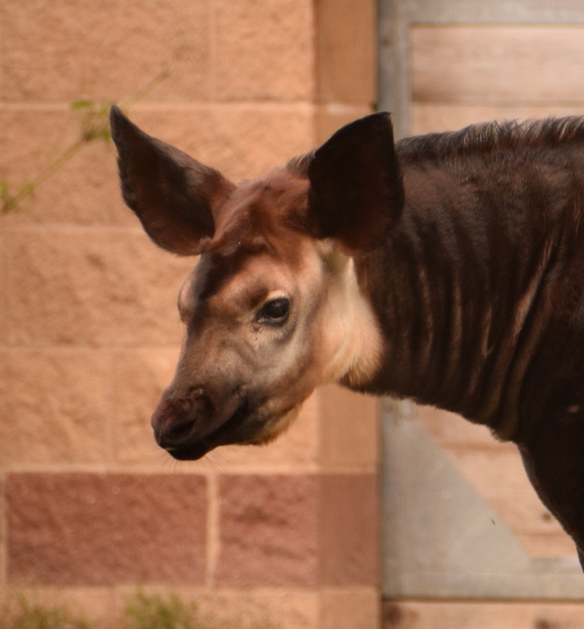 Okapi at the Houston Zoo