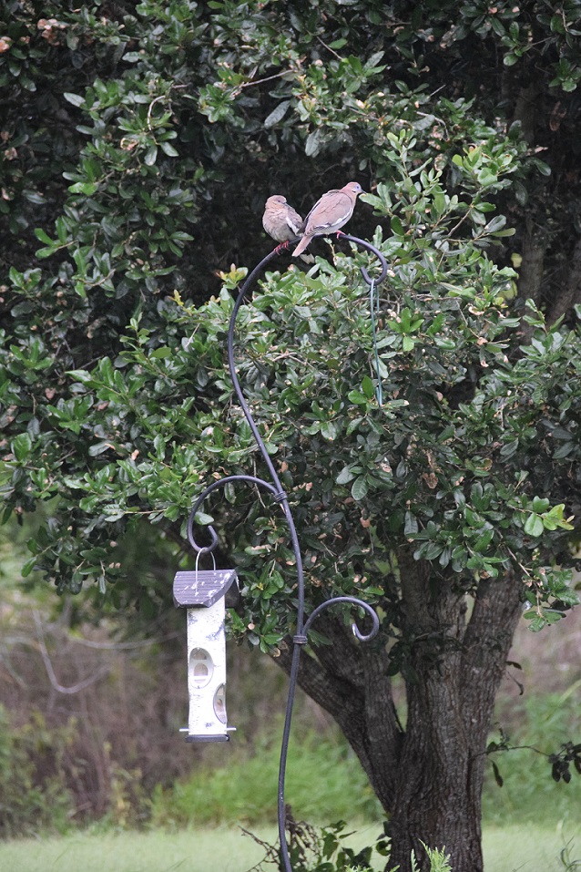Bird feeder with two doves on top