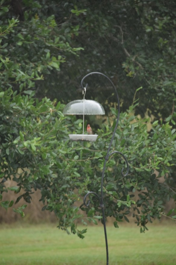 Finch at the feeder in the rain