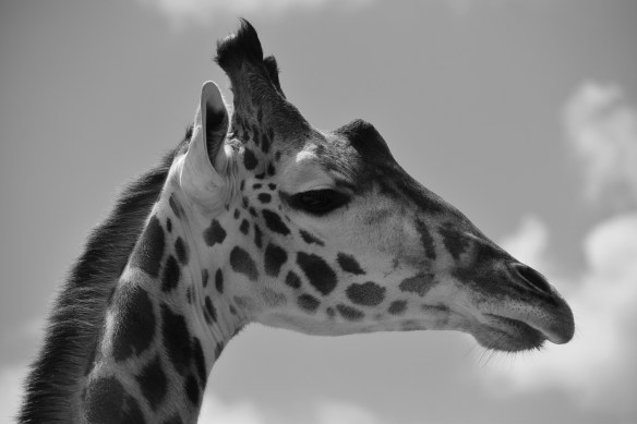 Giraffe at the Houston Zoo