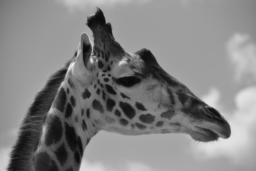 Giraffe at the Houston Zoo