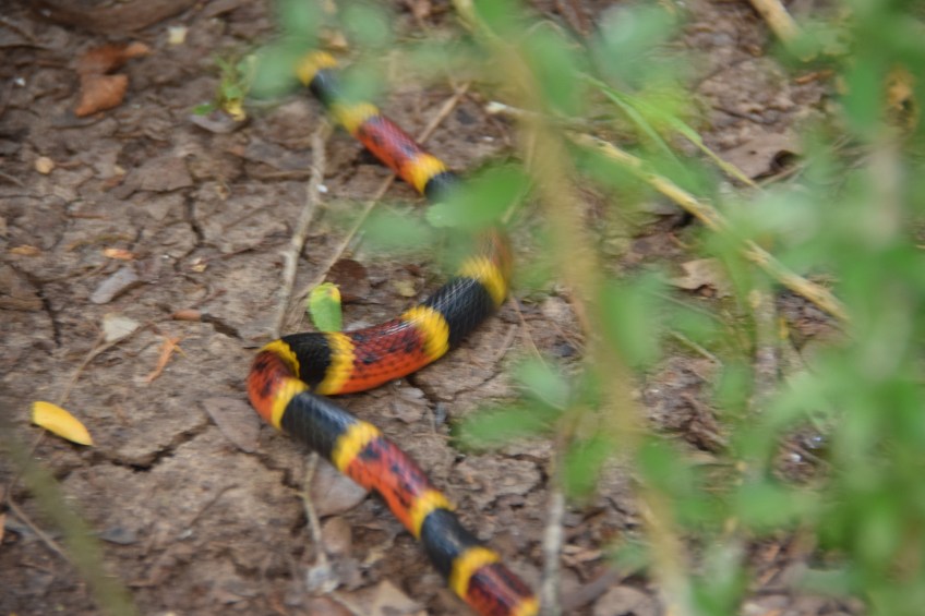 Yes, that *is* "red and yellow, kill a fellow" (coral snake). It went on its way without incident. Sorry for the blurry photo.