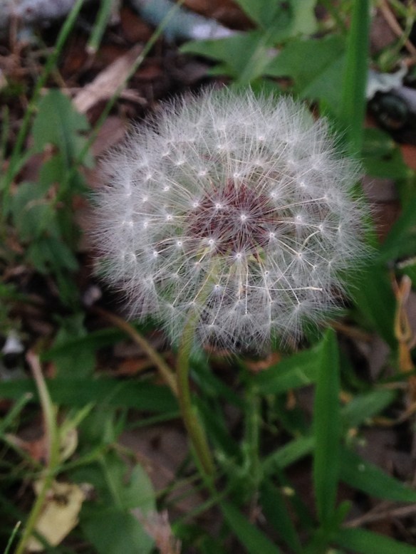 Dandelion
