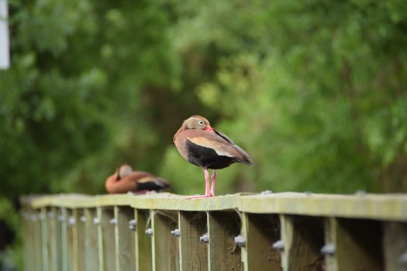 Two black-bellied whistling tree ducks sitting on wooden bridge railing, taking a nap