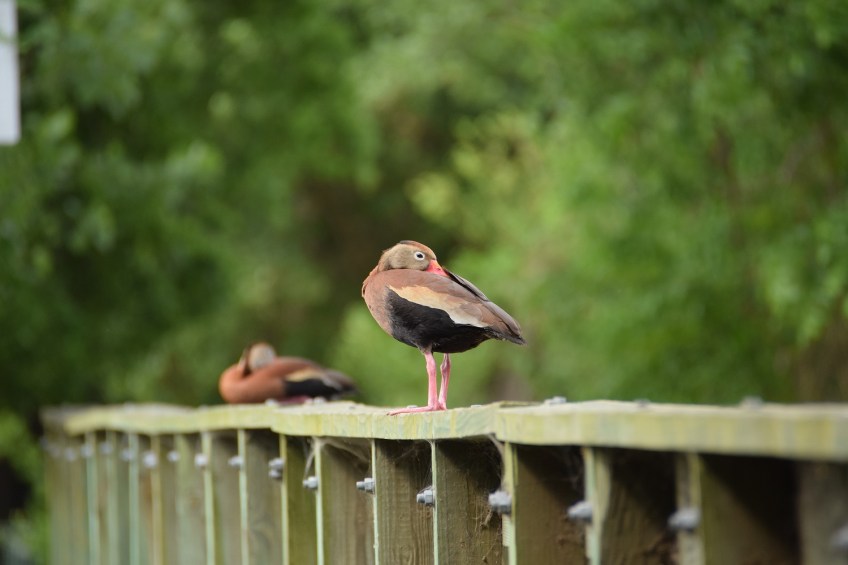 Two black-bellied whistling tree ducks sitting on wooden bridge railing, taking a nap