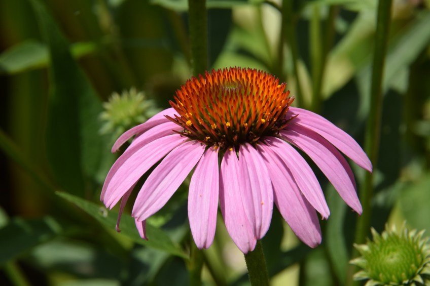 Coneflower in Grandmother's Garden in La Grange, Texas