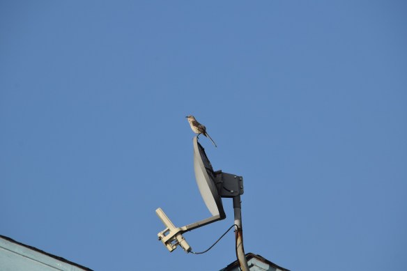 Mockingbird on top of our house, singing