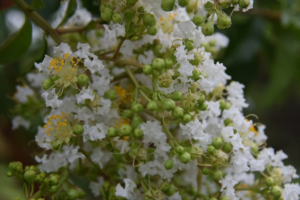 White Crepe Myrtle in bloom